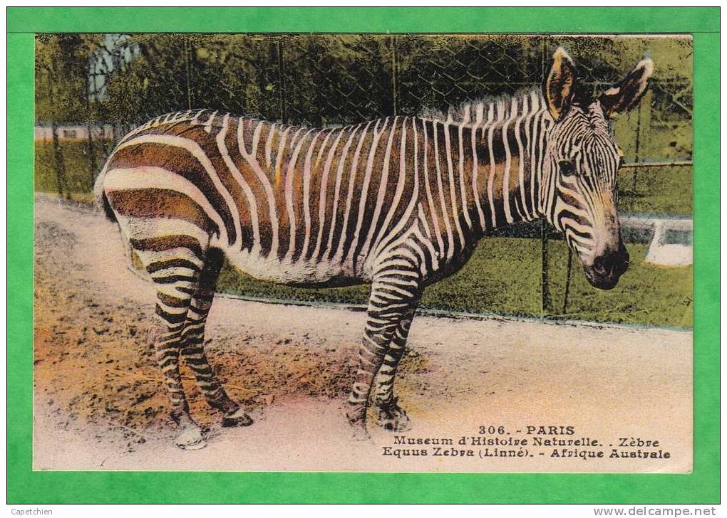 ZOO Du MUSEUM D'HISTOIRE NAT.DE PARIS - LE ZEBRE  - Carte Vierge - Zebre