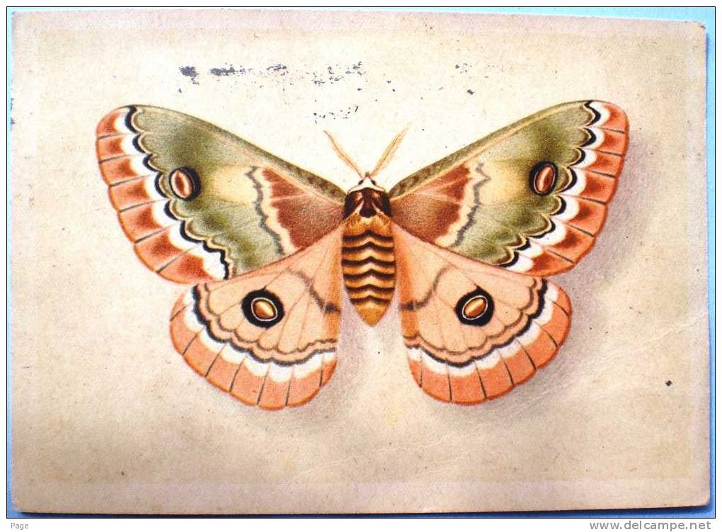 Schmetterling,Indischer Augenspinner,Neoris Huttoni Moore,1952 - Mariposas