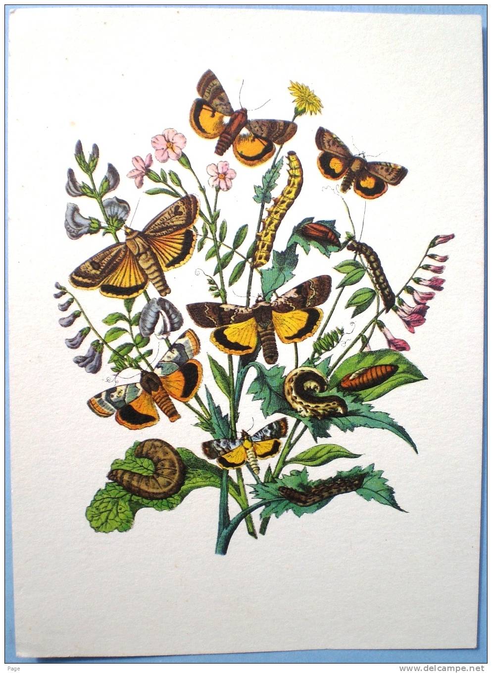 Schmetterlinge,Raupen,Alte Steingravur,1950-1960 - Papillons