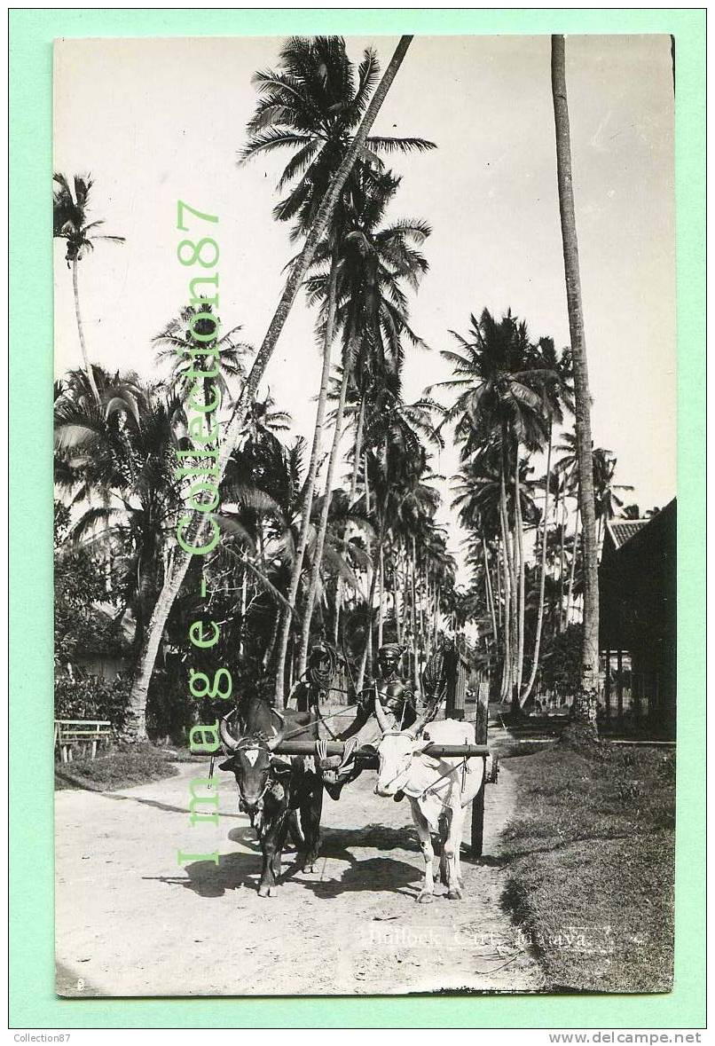 ASIE - MALAYSIA - MALAISIE - BULLOCK CART MALAYA  - BUFFLE - REAL PHOTO POSTCARD - Malaysia