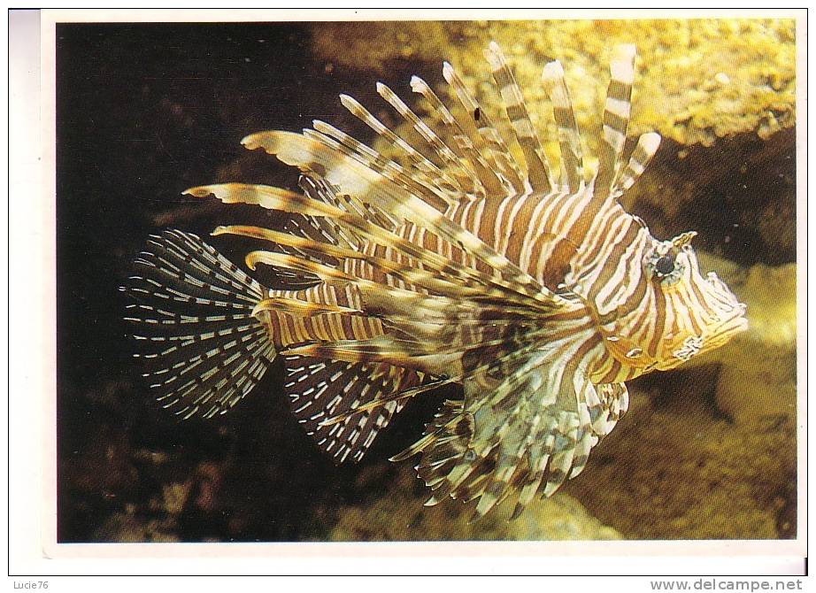 POISSONS  -  Aquarium De La Rochelle - Fische Und Schaltiere