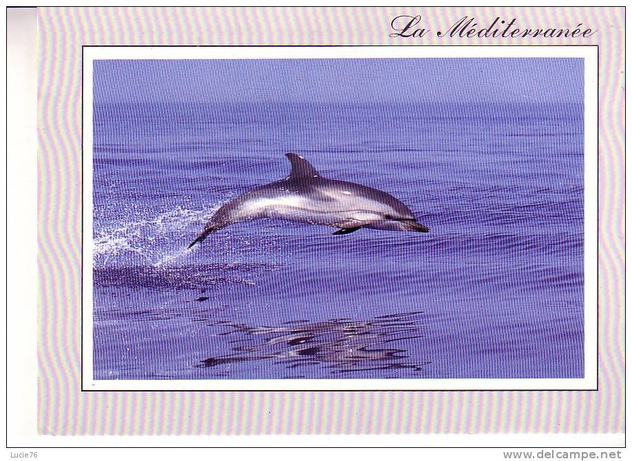 DAUPHIN BLEU Et BLANC  De Méditerranée  - N°  0 516 - Dolphins