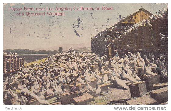 ETATS UNIS.CALIFORNIA.PIGEON FARM NEAR LOS ANGELES ON ROAD OF A THOUSAND WONDERS  Cp Haut Léger Abimé En L état - Los Angeles