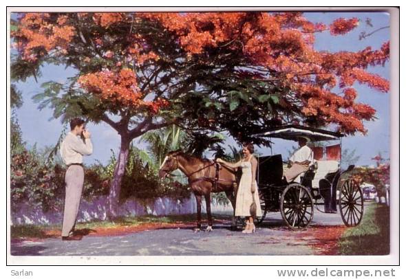 BAHAMAS - NASSAU , Poinciana In Bloom - Bahamas