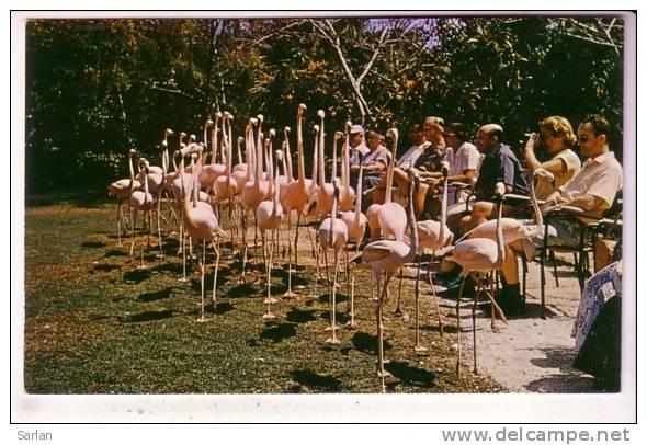 BAHAMAS - NASSAU , Ardastra Gardens' Flamingoes March Past Spectators In Stately Parade - Bahamas