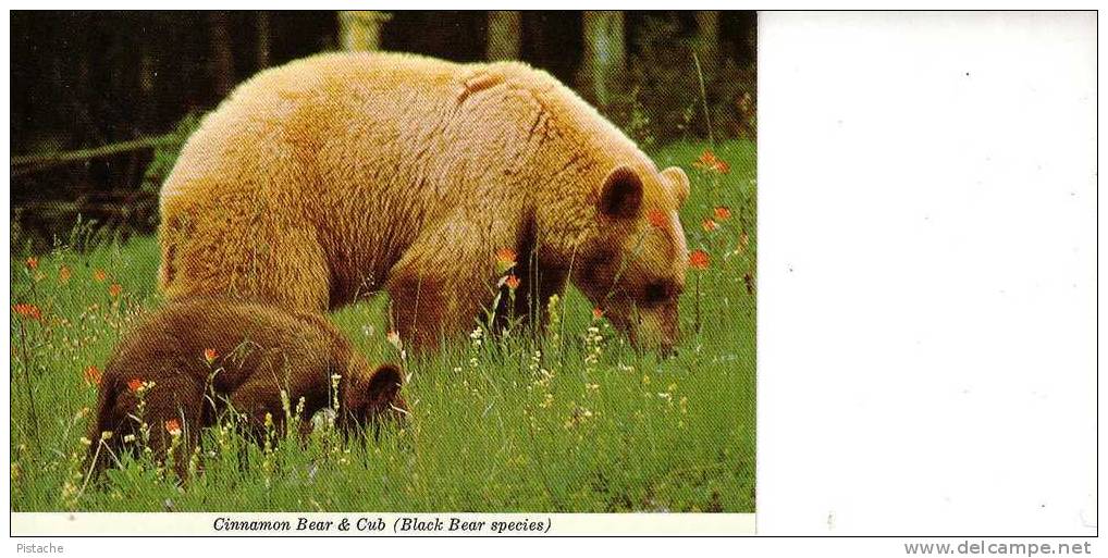 Canadian Bear And Cub - Cinnamon Bear - Ours Et Ourson - Ours
