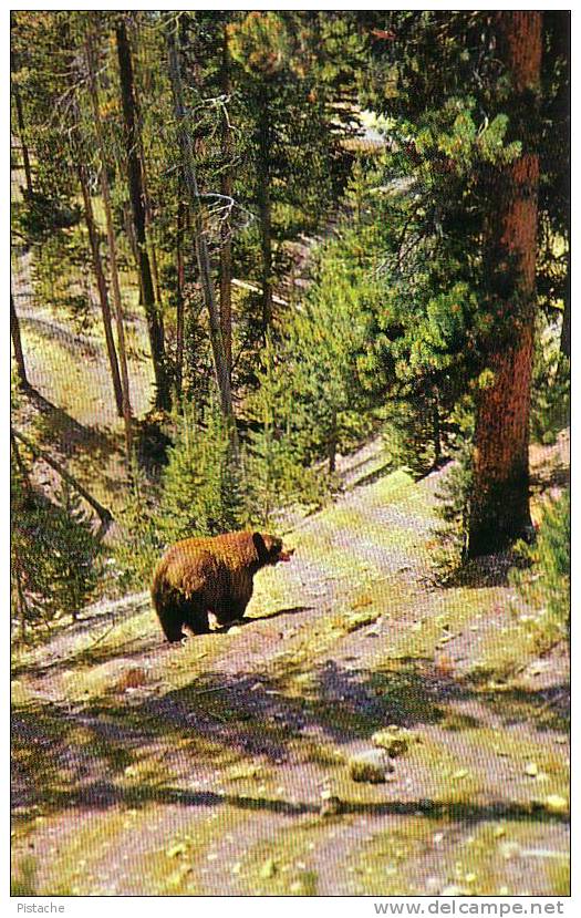 Husky Brown & Black Bear - Ours Noir - New Hampshire - Non Circulée - Ours
