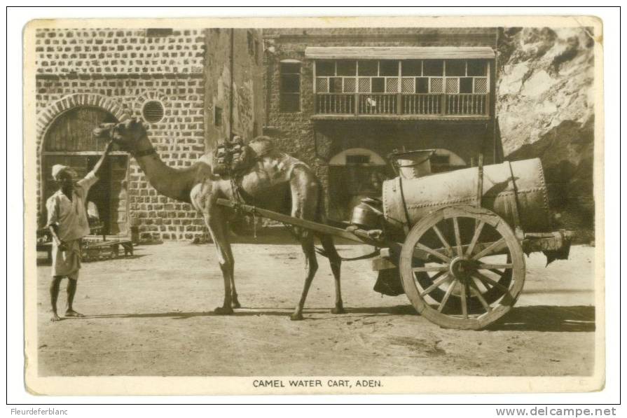 YEMEN - ADEN - CPSM -   Camel Water Cart ... Citerne D'eau Attelée à Un Dromadaire / Chameau - Yémen