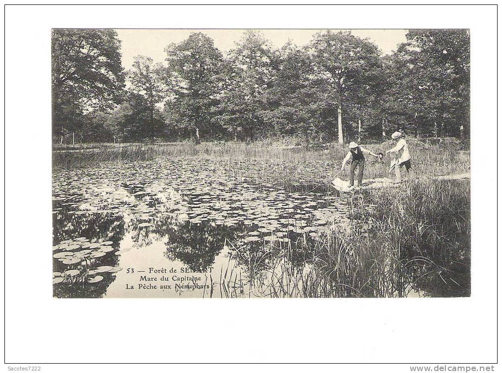 FORET DE SENART - MARE DU CAPITAINE - PECHE AUX NENUPHARS - - Sénart