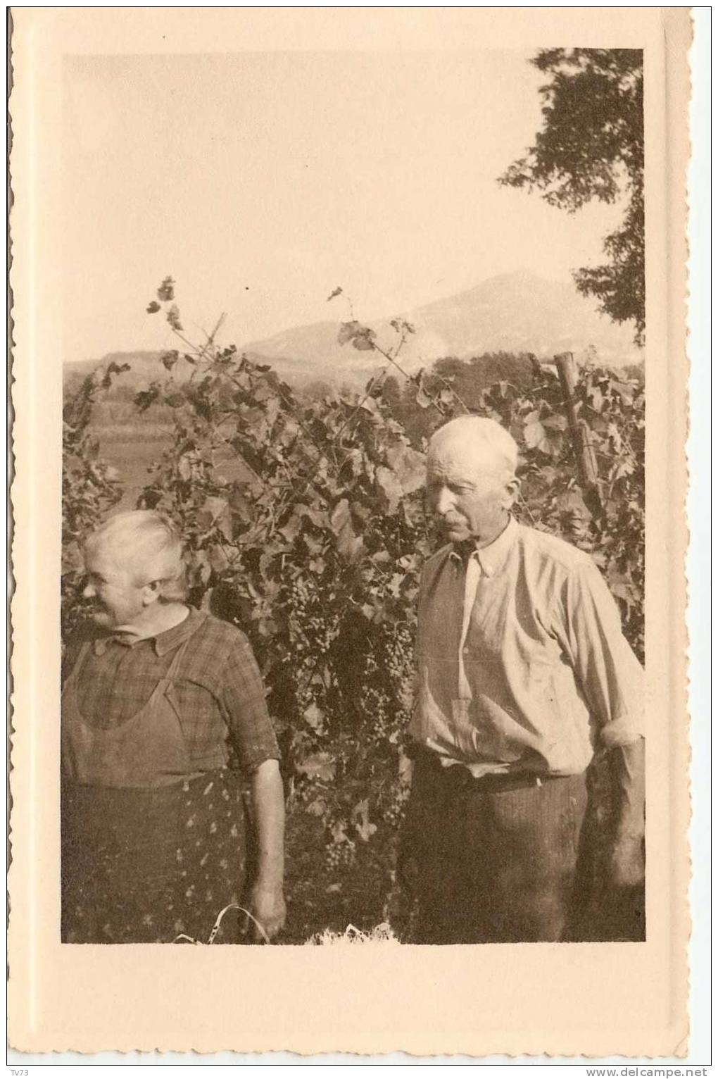 CpF1681 - MASSIGNIEU De RIVES - Rare Carte Photo D´un Couple Dans Les Vignes , Aux Mûres - (01 - Ain) - Belley