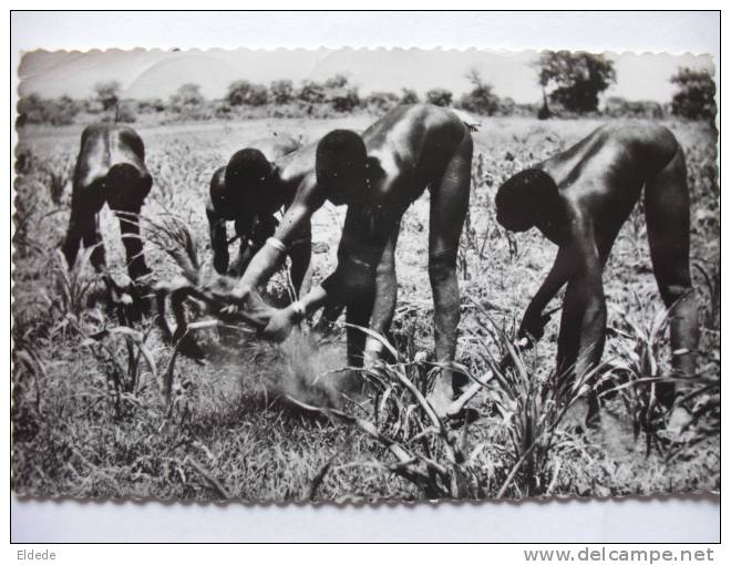 155 Femme Guiziga Travaillant Le Sol A La " Dabo " Timbre Institut Pasteur Bangui 1961 - Centrafricaine (République)