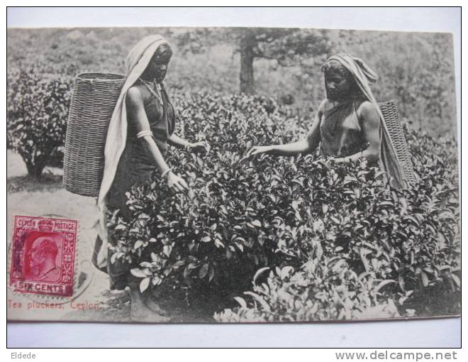 Tea Pluckers Ceylon Recolte Du Thé  Voyagé - Sri Lanka (Ceylon)