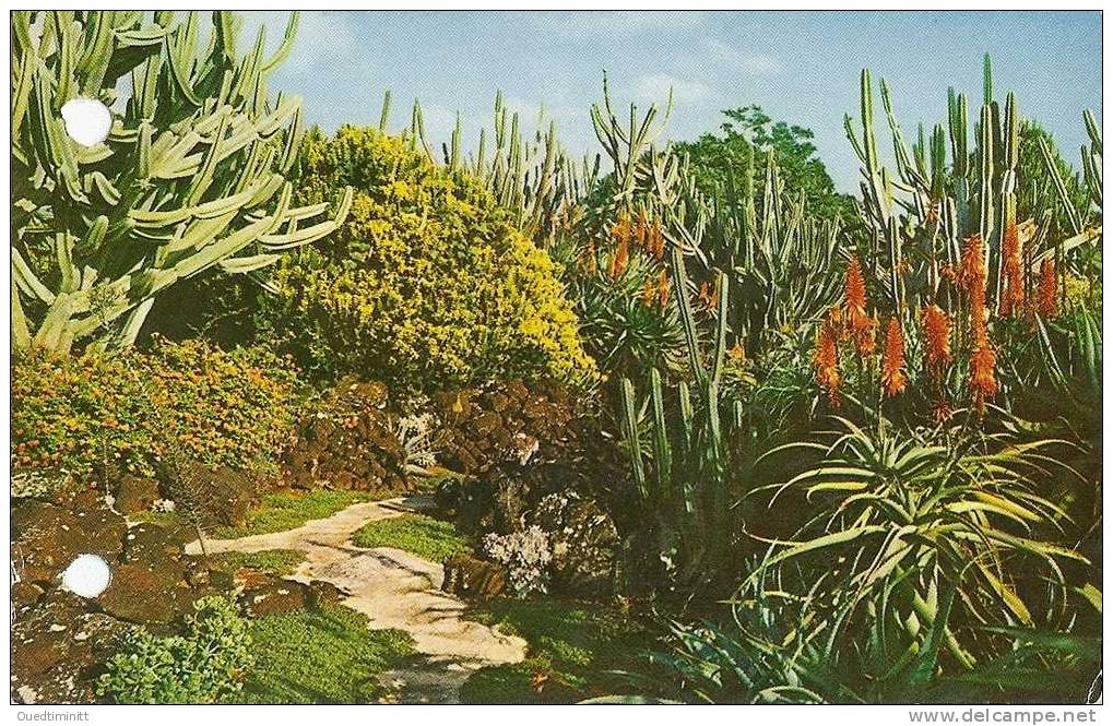 Hawaii.Koloa.Cactus. Cpsm Coul. - Cactussen