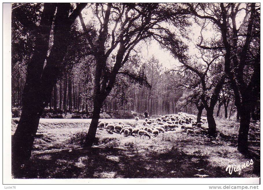 LES LANDES  D´AUTREFOIS  - Troupeau De Moutons  Au  Pâturage  - N°  A 24 - Elevage