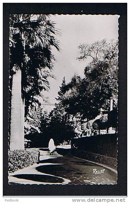 Real Photo Postcard Alger Algiers Algeria - Une Allee Au Parc Galland - France Interest - Ref 409 - Algiers