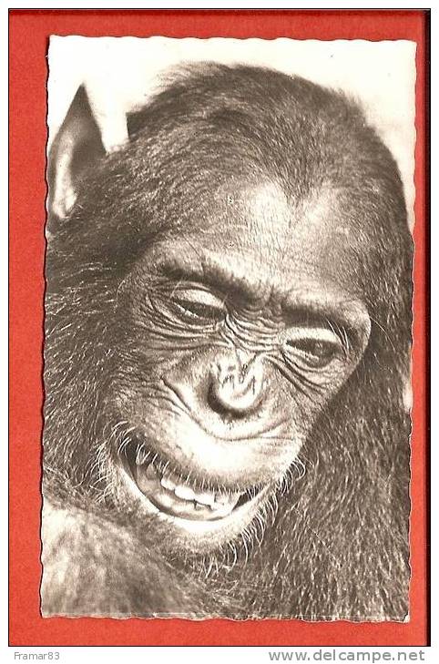 Chimpanzé - Faune Africaine / L15 - Apen