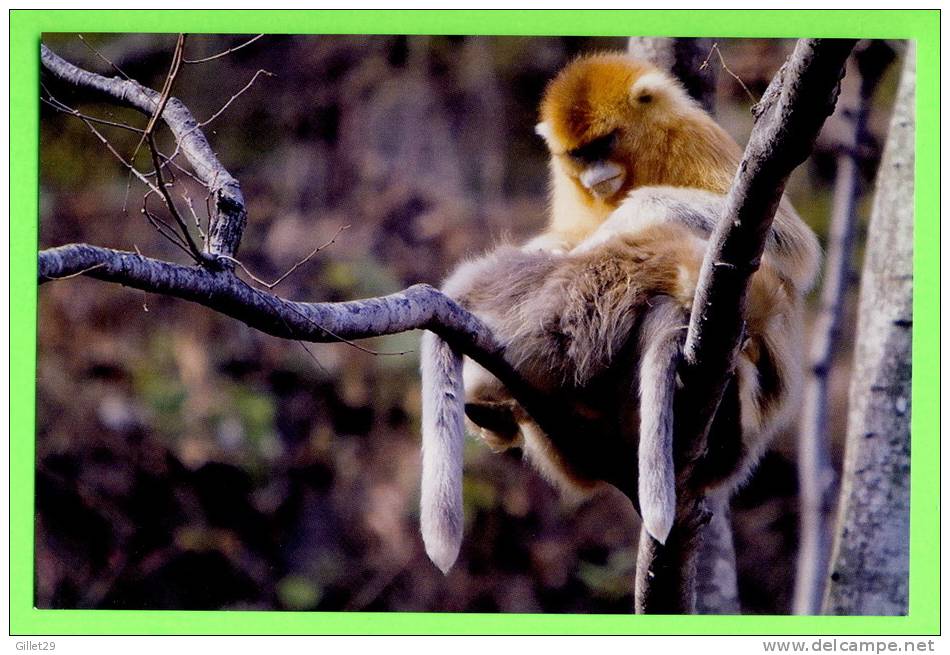 SINGE - MONKEY - GOLDEN MONKEY SNUB-NOSED -( Rhinopithecus Roxellana) - - Apen