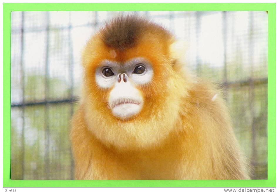 SINGE - MONKEY - GOLDEN MONKEY SNUB-NOSED -( Rhinopithecus Roxellana) - - Monkeys