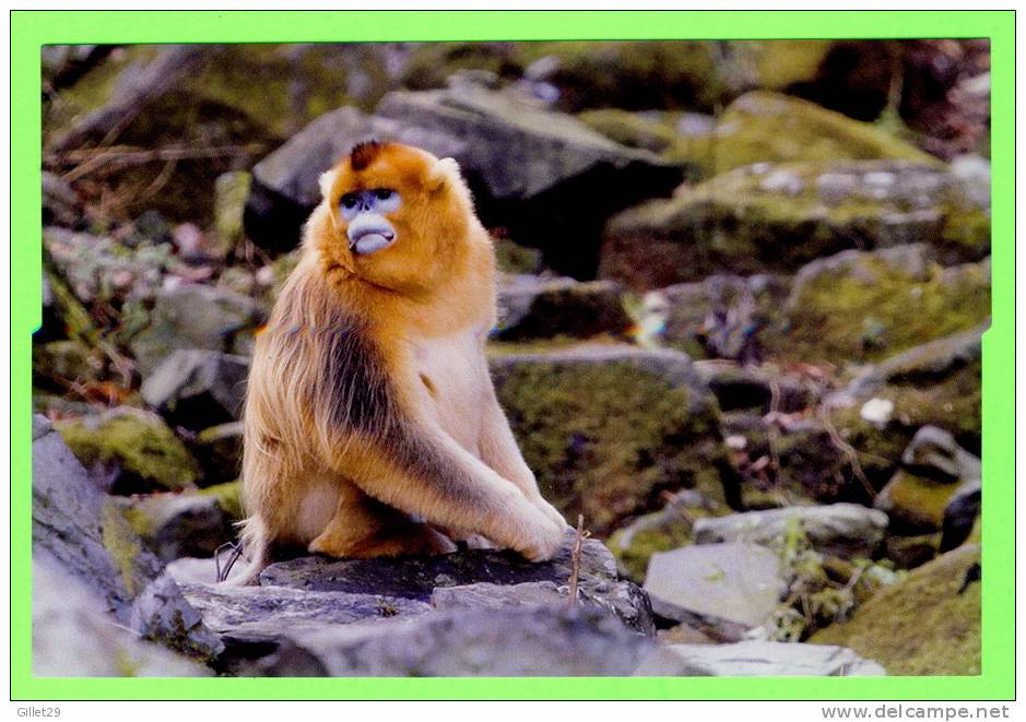 SINGE - MONKEY - GOLDEN MONKEY SNUB-NOSED - (Rhinopithecus Roxellana) - - Monkeys