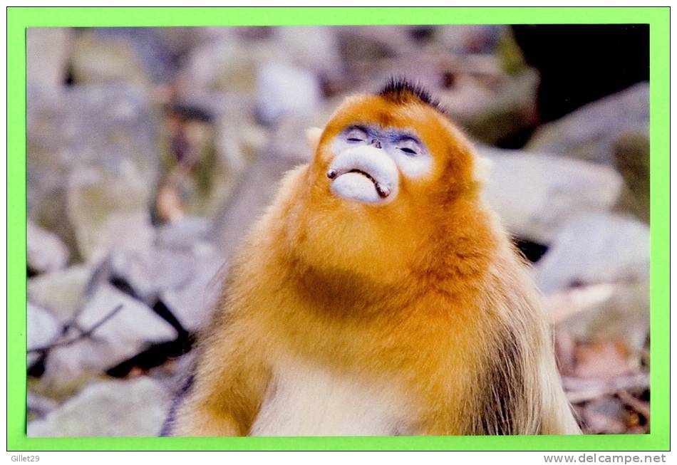 SINGE - MONKEY - GOLDEN MONKEY SNUB-NOSED - (Rhinopithecus Roxellana) - - Scimmie