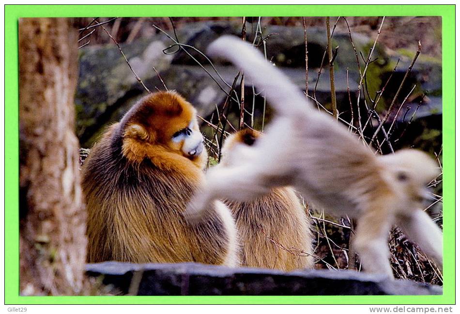 SINGE - MONKEY - GOLDEN MONKEY SNUB-NOSED - (Rhinopithecus Roxellana) - - Scimmie