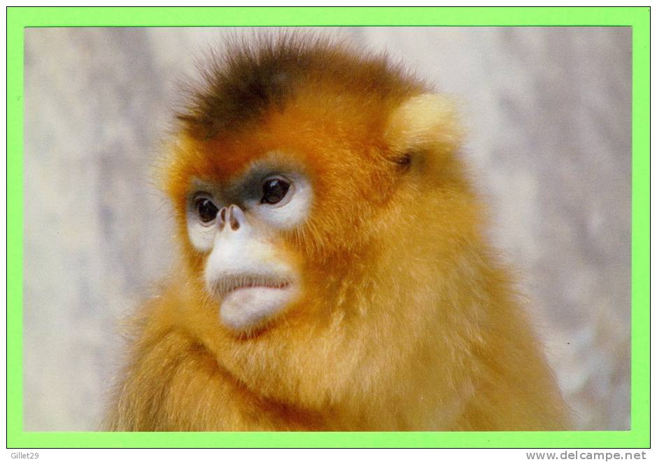 SINGE - MONKEY - GOLDEN MONKEY SNUB-NOSED - (Rhinopithecus Roxellana) - - Scimmie