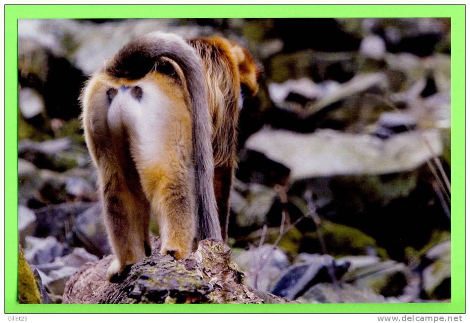 SINGE - MONKEY - GOLDEN MONKEY SNUB-NOSED - (Rhinopithecus Roxellana) - - Monkeys