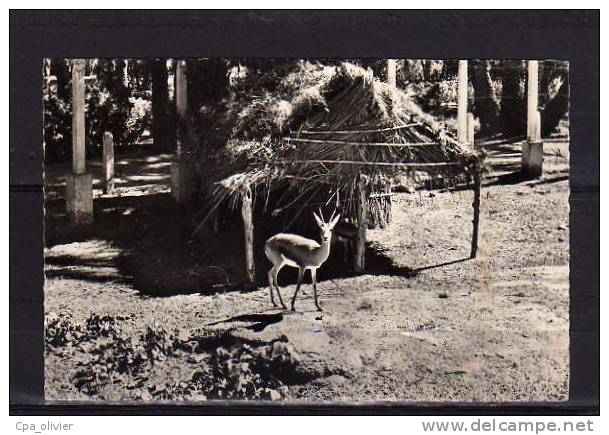 ALGERIE Colomb Béchar Jardin De La Palmeraie, Gazelle, Ed Argence, CPSM 9x14, 195? - Bechar (Colomb Béchar)