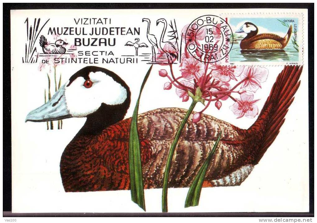 Carte Maximum Bird "Oxiura" 1989  Romania-Buzau. - Perdiz Pardilla & Colín