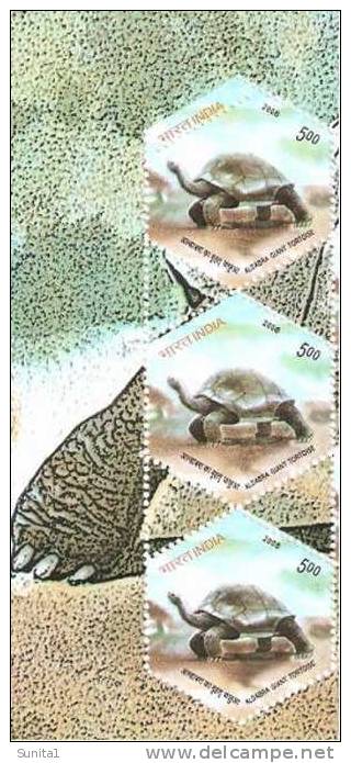 Turtle, Tortoise, Perforation Error, India - Tortugas