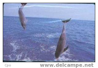 # ZAMBIA 4 Dolphins 4 100 Magnetic -dolphins,dauphins-  Tres Bon Etat - Sambia