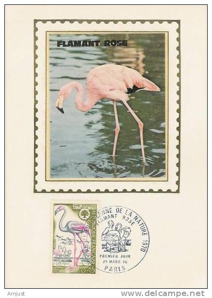 Carte Maximum,Maxi Cards, Oiseaux - Flamingo