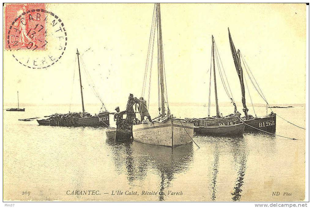 CARANTEC - L'Ile Calot, Récolte Du Varech - Circulé 1907, Parfait état - Carantec