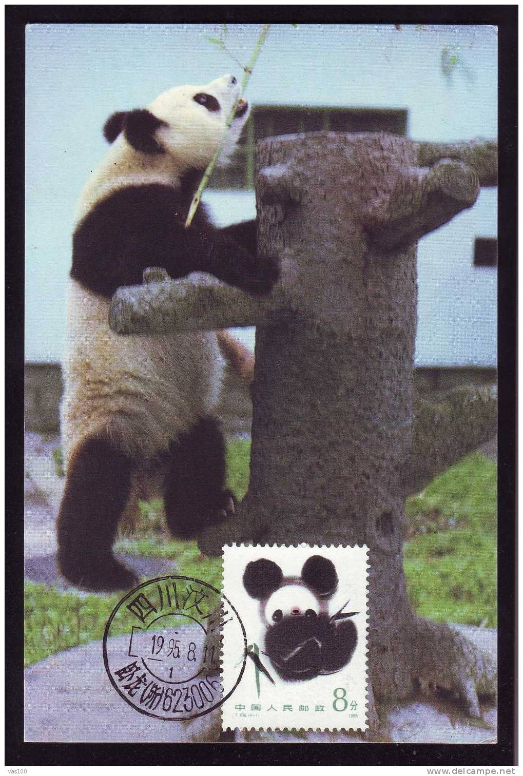 Bear Ours PANDA, MAXICARD MAXIMUM CARD 1995 OF CHINA.(A) - Ours