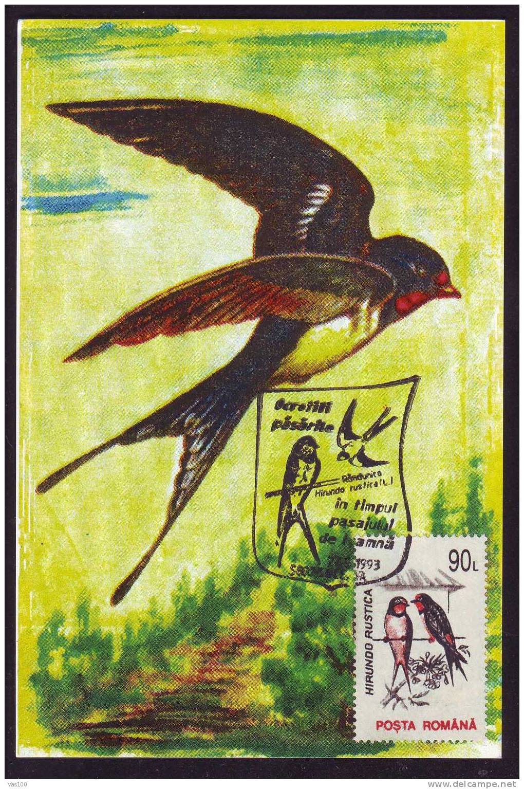 Oiseaux Hirondelles De Cheminée,1993 Maximum Card Romania. - Hirondelles