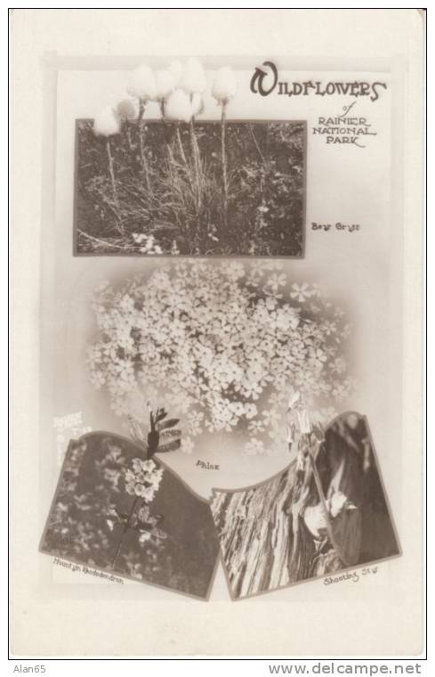 Wildflowers Of Mt. Rainier National Park, Multi-view 1910s/20s Vintage Real Photo Postcard - USA National Parks