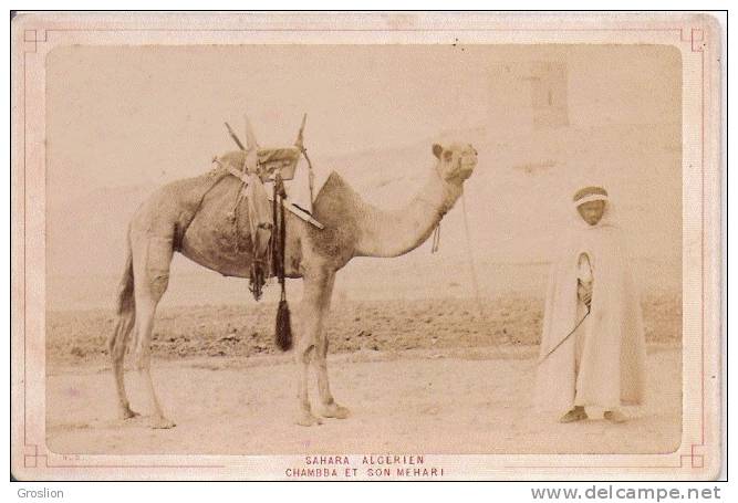 SAHARA ALGERIEN CHAMBBA ET SON MEHARI (BEAU PLAN) PHOTO ANCIENNE - Afrique