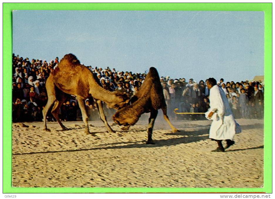 SUD,TUNISIE - COMBAT DE CHAMEAUX - - Tunisie