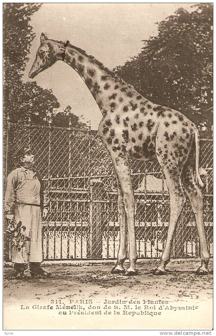 311 . PARIS . Jardin Des Plantes. La GIRAFE MENELIK , Don De S.M. Le Roi  D' Abyssinie Au Président De La République - Girafes