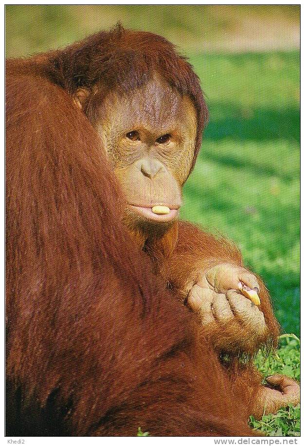 Carte Postale Neuve - SINGE Orang Outan Utan - MONKEY Postcard - AFFE Postkarte - Monkeys