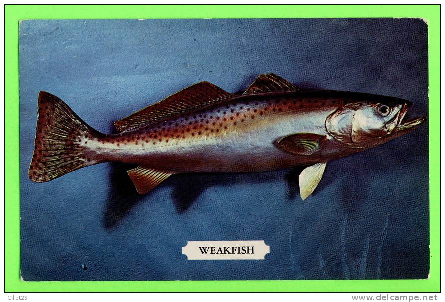 FISH - WEAKFISH - CYSNOCION NEBULOSUS - TRAVEL IN 1984 - - Fish & Shellfish