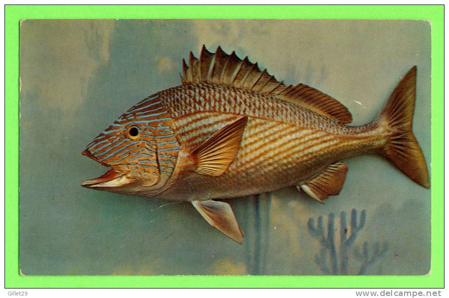 FISH - GRUNT ( HAEMULIDAE ) - - Poissons Et Crustacés