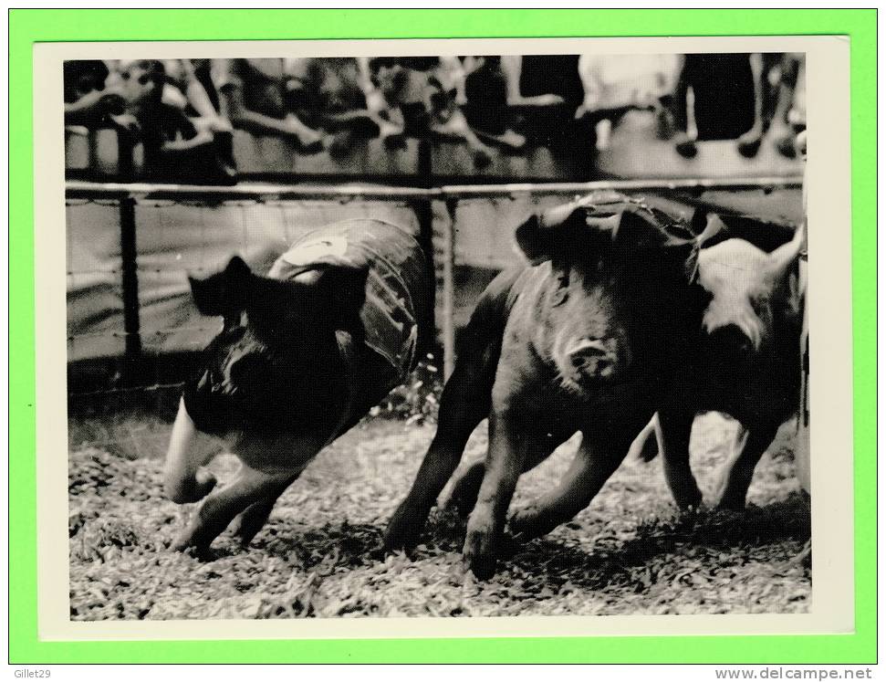 PIGS - PIG RACE  IN 1986 - PHOTO REX - - Cerdos