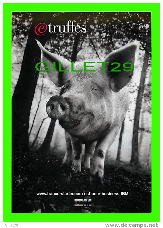 COCHONS - PUBLICITÉ - ADVERTISING - IBM - TRUFFES - GASTRONOMIE DU SUD-OUEST EST SUR LE WEB - - Varkens