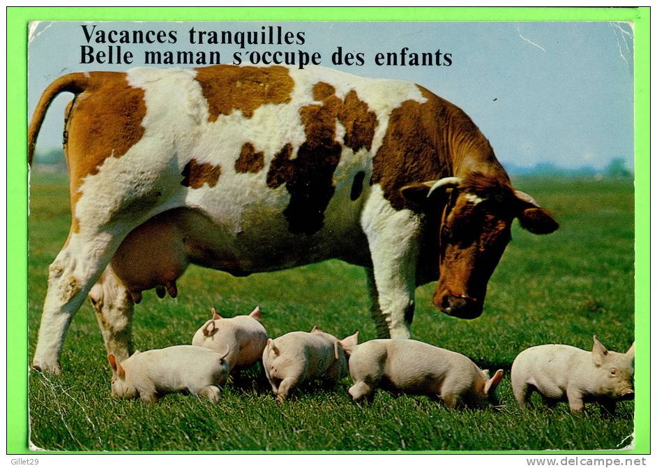 COCHONS - VACANCES TRANQUILLES ! BELLE MAMAN S´OCCUPE DES ENFANTS (VACHE) - CIRCULÉE EN 1984 - - Cochons