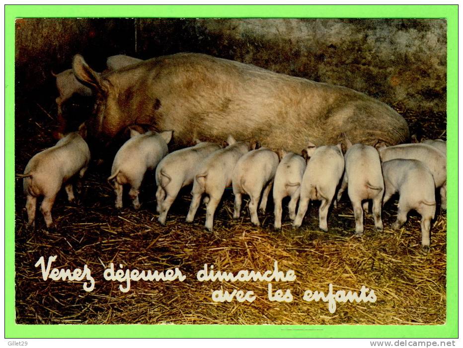 COCHONS - VENEZ DÉJEUNER DIMANCHE AVEC LES ENFANTS - - Pigs