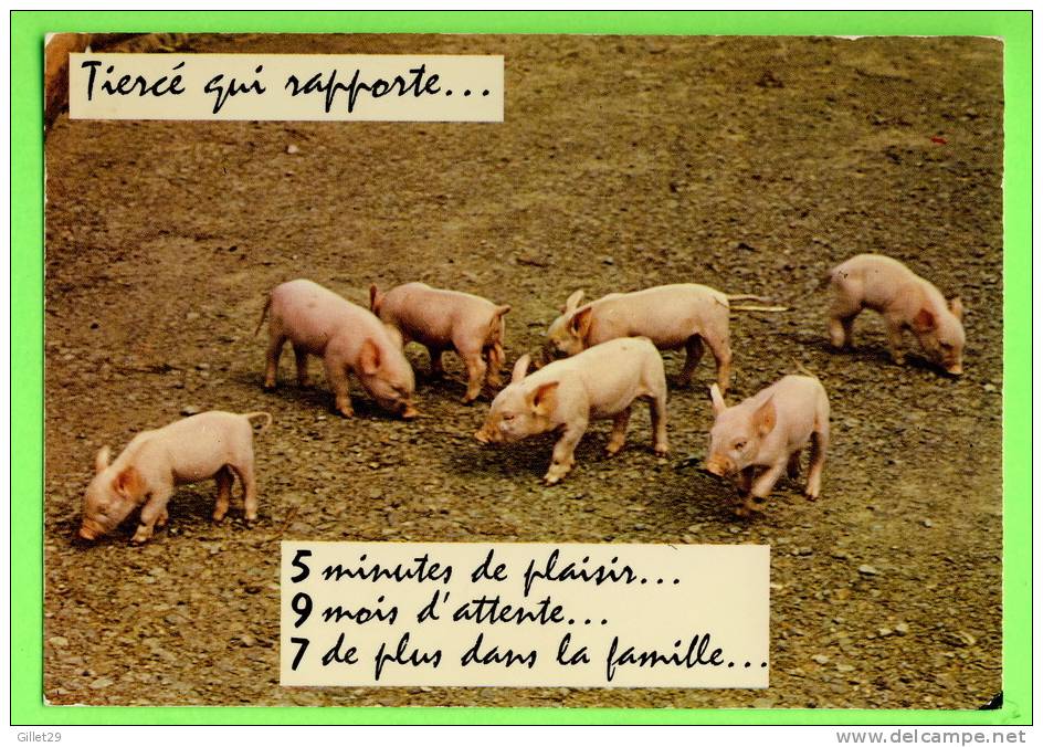 COCHONS - TIERCÉ QUI RAPPORTE ... 5 MINUTES DE PLAISIR...9 MOIS D´ATTENTE...7 DE PLUS DANS LA FAMILLE...- - Pigs
