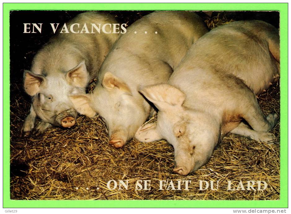 COCHONS - EN VACANCES...ON SE FAIT DU LARD - COMICS - HUMOUR - COLLECTION ORION - - Schweine