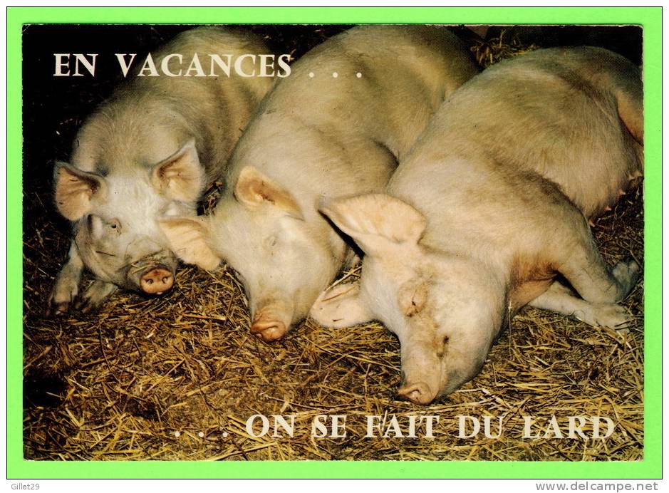 COCHONS - EN VACANCES...ON SE FAIT DU LARD - COMICS - HUMOUR - COLLECTION ORION - - Cochons