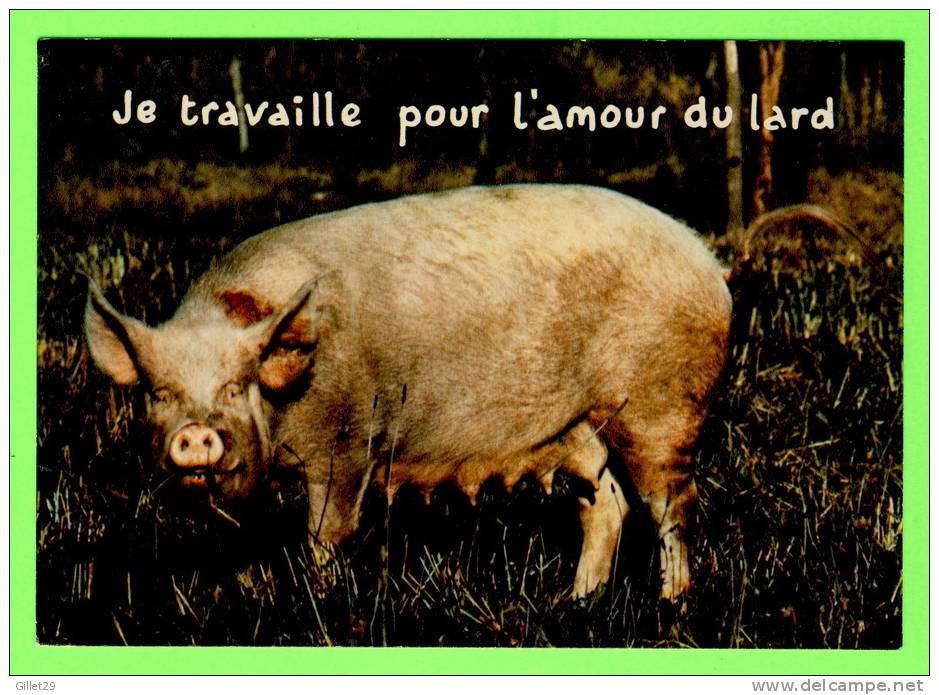 COCHON - JE TRAVAILLE POUR L´AMOUR DU LARD - COMICS - HUMOUR - COLLECTION ORION - - Pigs